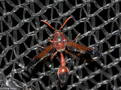 Delta dimidiatipenne