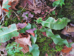 Asplenium scolopendrium americanum