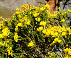 Aspalathus triquetra