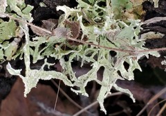 Ramalina subleptocarpha