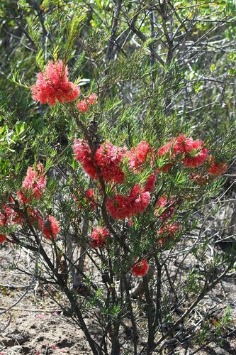 Scarlet honey myrtle (Melaleuca fulgens)
