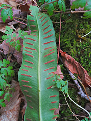 Asplenium scolopendrium americanum