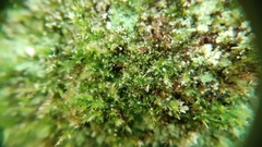 Rhynchostegiella tenella