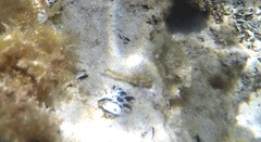 Helcogramma decurrens