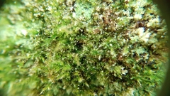 Rhynchostegiella tenella