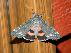 Catocala briseis