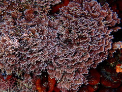 Ellisolandia elongata