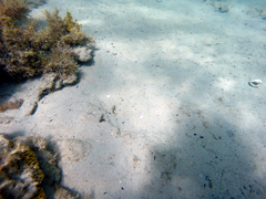 Helcogramma decurrens