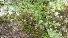Rhynchostegiella tenella