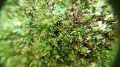 Rhynchostegiella tenella