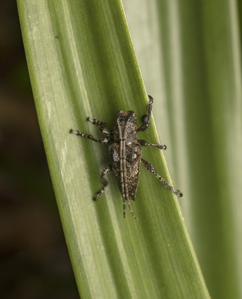 Aconopterus cristatipennis