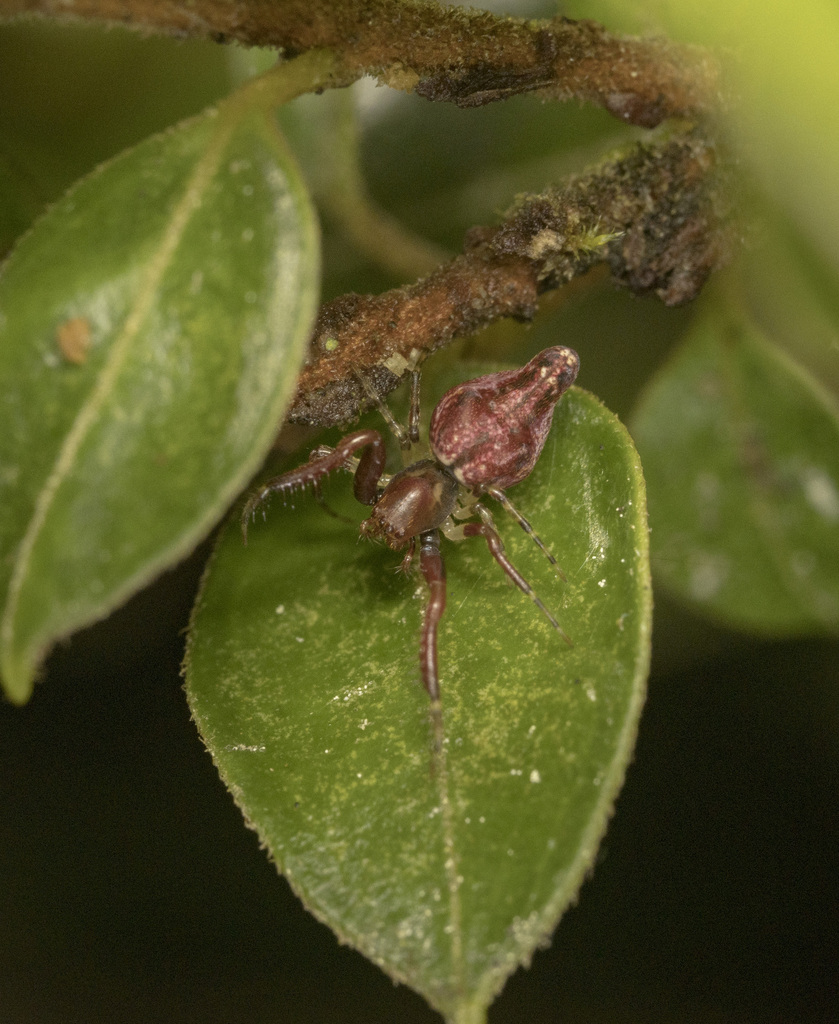 Oarces reticulatus
