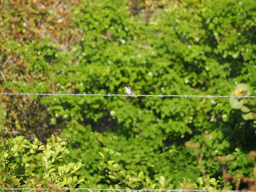 Yucatan Gnatcatcher (Polioptila albiventris), photo 4