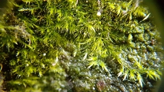 Rhynchostegiella tenella