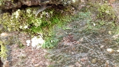 Rhynchostegiella tenella