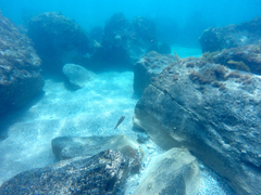 Notolabrus parilus