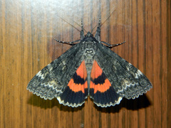 Catocala briseis