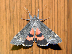 Catocala briseis