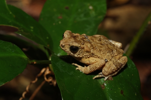 Ingerophrynus parvus observed 2025-10-13