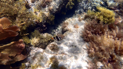 Helcogramma decurrens