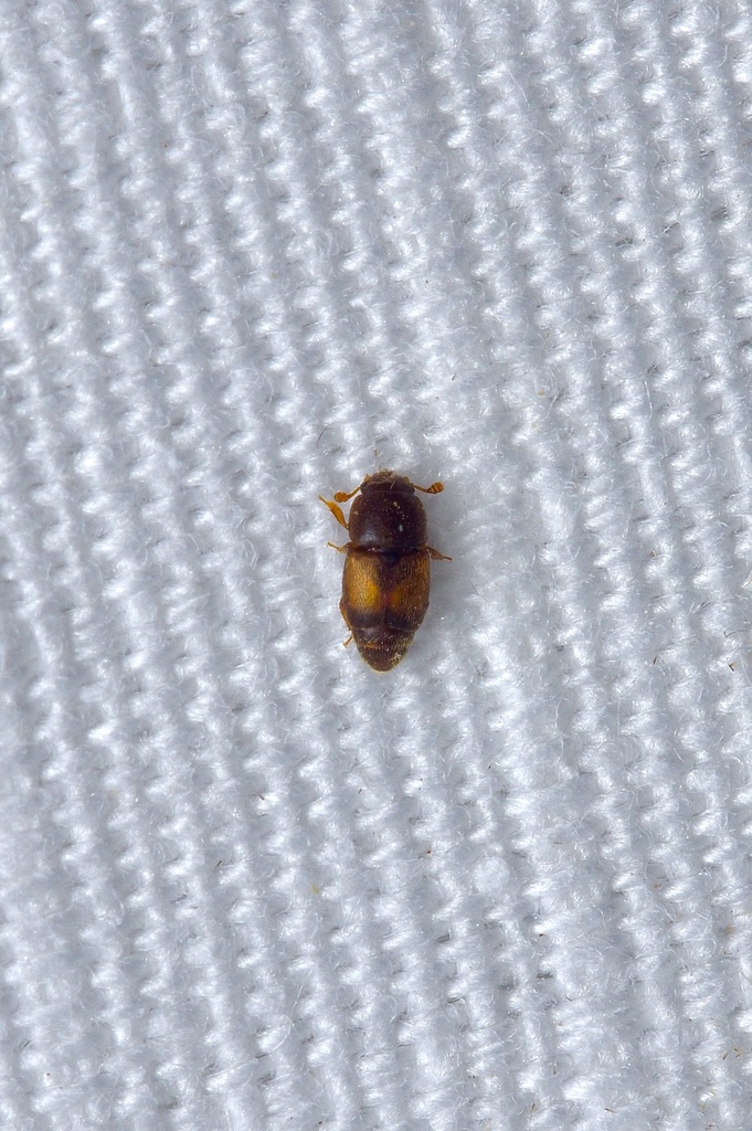Beetle