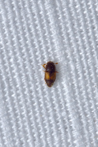 Beetle