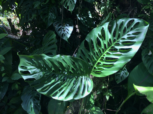 Monstera adansonii