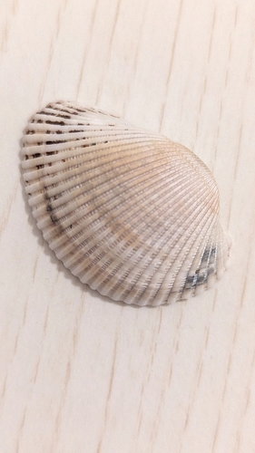 Basket Ark