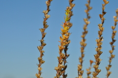Veronica arvensis