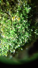 Rhynchostegiella tenella