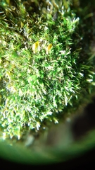 Rhynchostegiella tenella