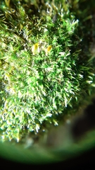 Rhynchostegiella tenella