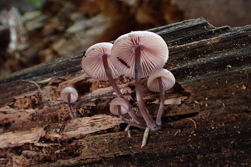 Owingsia PNW01 graham.jpg