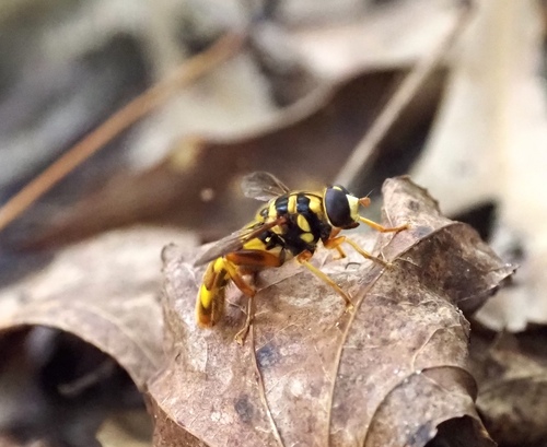 Unknown species found near Liberty County, FL, USA