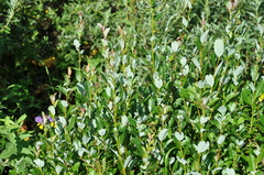 Salix starkeana