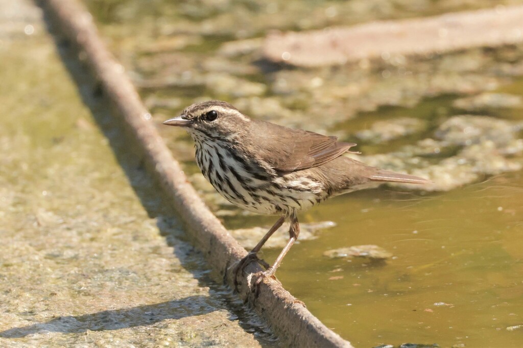 Northern Waterthrush
