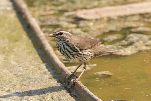 Northern Waterthrush