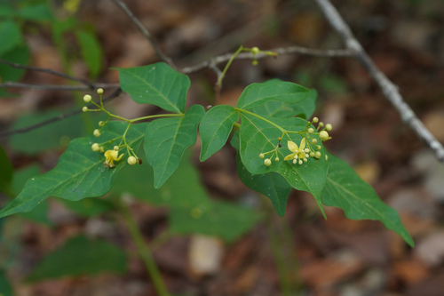 Harrisonia brownii observed 2025-10-09