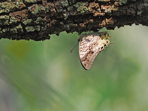 Charaxes orilus