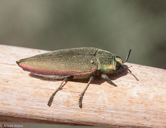 Steraspis squamosa