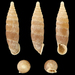 Strigillaria denticulata - Photo (c) 
H. Zell, μερικά δικαιώματα διατηρούνται (CC BY-SA)