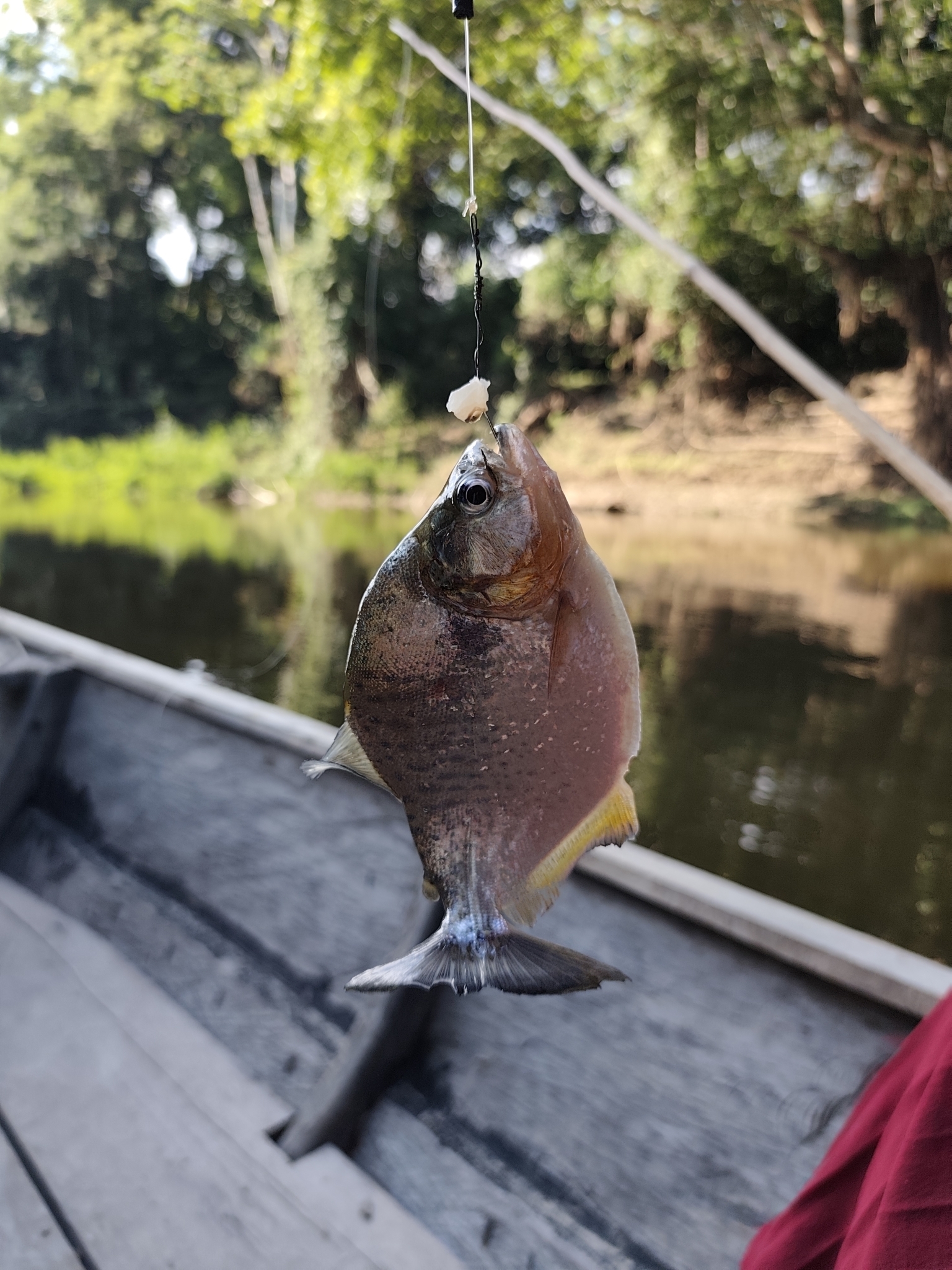 Redcheek Piranha photo 2