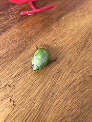 Pelidnota prasina