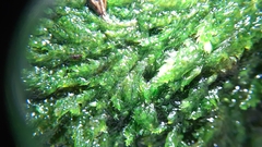 Plagiothecium curvifolium