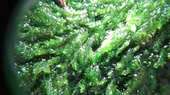 Plagiothecium curvifolium