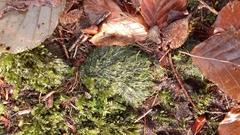 Plagiothecium curvifolium