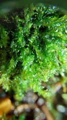 Plagiothecium curvifolium