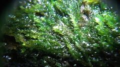 Plagiothecium curvifolium