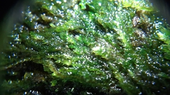 Plagiothecium curvifolium