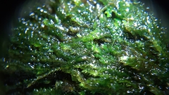 Plagiothecium curvifolium
